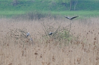 32453 Ardea cinerea (Airone cenerino)
